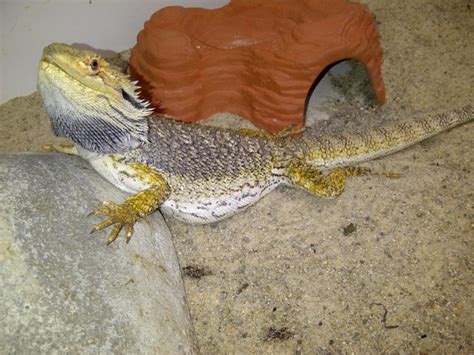 pogona barbata for sale